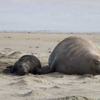 Elephant Seal Mother and Newborn Pup Resting on Beach