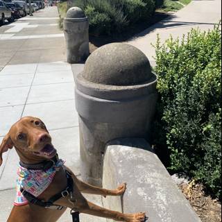 Sidewalk Doggo