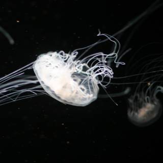 Illuminating Jellyfish