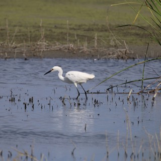 Little Egret Foraging in Shallow Wetland Waters