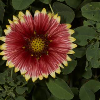 Radiant Red and Yellow Daisy in Full Bloom