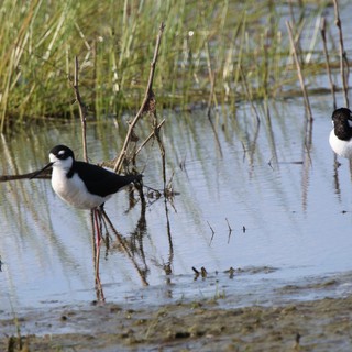 Black-necked Stilts Wading in Wetland Shallows