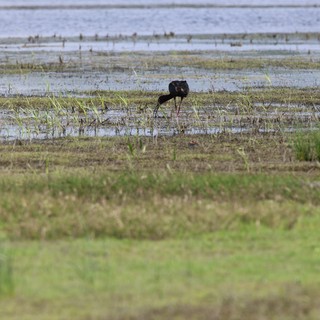 White-faced Ibis Foraging in Flooded Wetland Grassland