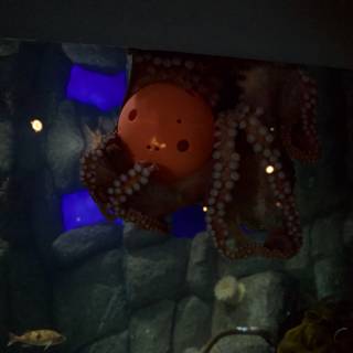 The Enchanting Octopus at Monterey Bay