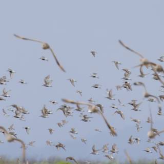 Aerial Symphony