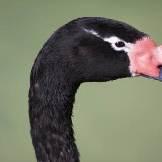 Pink-Nosed Black Swan