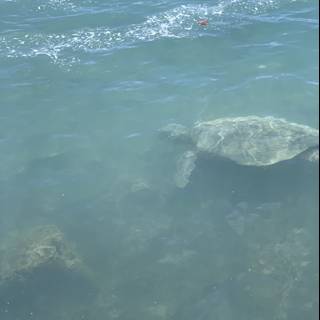 Majestic Sea Turtle in its Natural Habitat