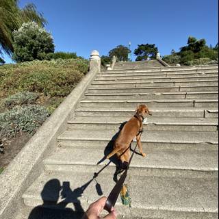 A Canine Climbing Stairs