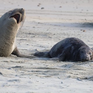 Adult Elephant Seal Vocalizing Next to Resting Pup