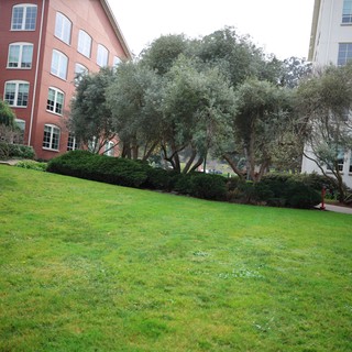 Corporate Campus Courtyard with Sloping Green Lawn