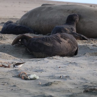 Shorebird Among Resting Elephant Seals on Sandy Beach