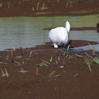 Great Egret Foraging in Flooded Agricultural Field