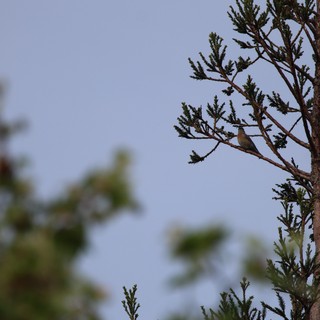 natural habitat, coniferous forest or woodland