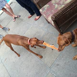 Two Dogs Having Fun with a Carrot