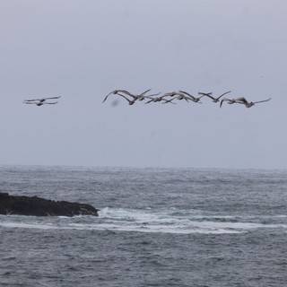 Pelicans in Formation Over Pacific Coastal Waters