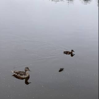Ducks Enjoying the Serenity of Mountain Lake