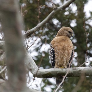 Red-Shouldered Hawk Perched on Winter Branch