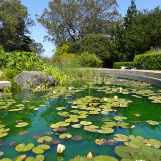 Tranquil Water Lily Pond