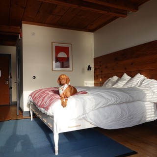 Dog Relaxing on Hotel Bed in Sunlight