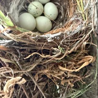 Nature's Cradle: A New Beginning