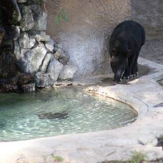 Black Bear by the Pond