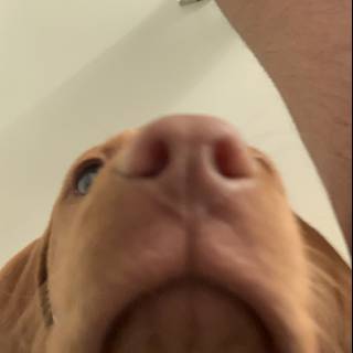Up Close and Personal with a Puppy's Nose