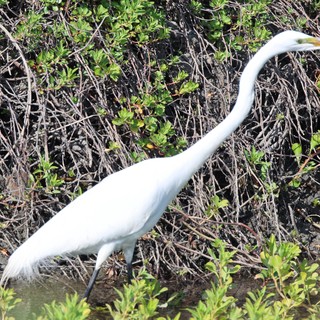 Great Egret Hunting in Mangrove Wetlands