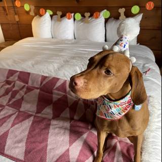 Birthday Pup on a Cozy Bed