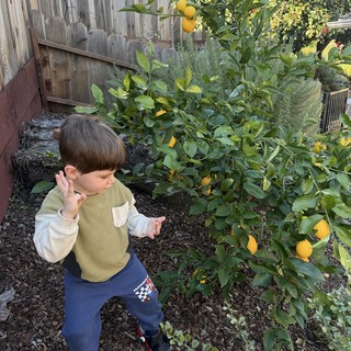 Young Boy Discovering Lemons in Backyard Garden