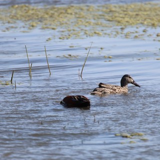 Northern Shoveler Ducks Swimming in Shallow Wetland