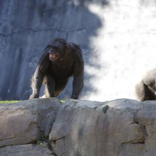 Chimpanzees Scaling Rock Wall