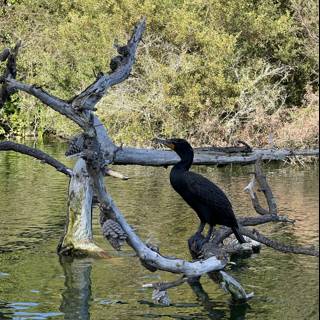 Cormorant resting in Stow Lake