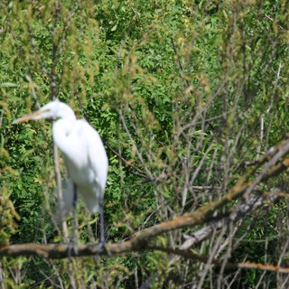 Great Egret Camouflaged in Dense Wetland Vegetation