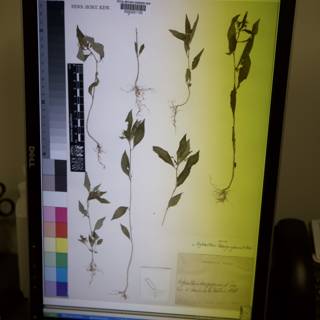 Digital Botany
