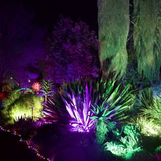 Enchanted Illuminations