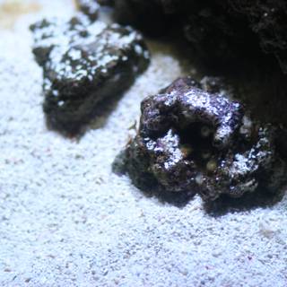 Purple Rock in Coral Reef