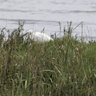 Graceful Guardian of the Marsh