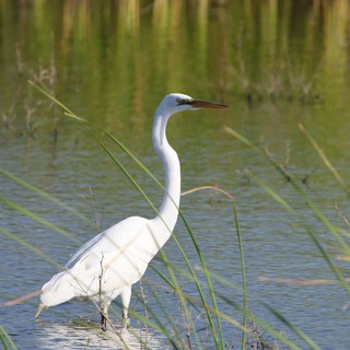 Great Egret Wading in Wetland Shallows