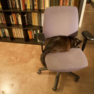 The Bookworm Cat