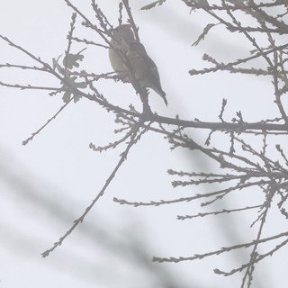 Small Bird Perched on Snowy Cedar Branch in Winter