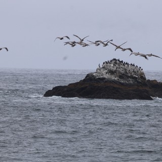 Pelicans Soaring Over Seabird Colony Rock