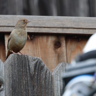 california-towhee