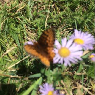 Monarch Butterfly on Purple Daisy