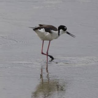 Wading Duet