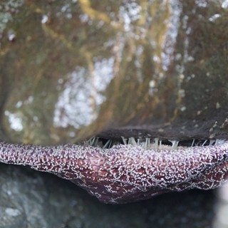 Sea Star Feeding on Mussel at Tide Pool