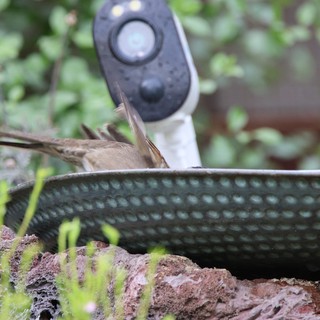 House Sparrow Bathing in Textured Garden Basin