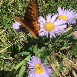 A Butterfly's Perfect Landing on a Daisy