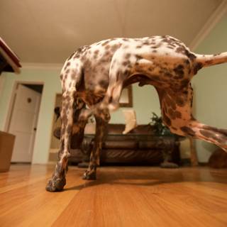 Canine Flooring