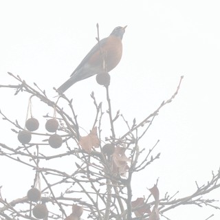 American Robin Perched in Foggy Winter Tree