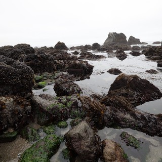 Rugged Tide Pools at Low Tide on Foggy Coast